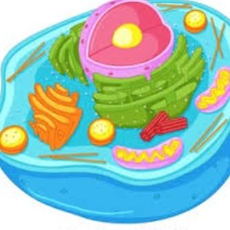 Animal Cell